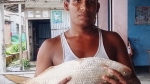 মনপুরায় মেঘনায় ধরা ২ কেজির ইলিশ বিক্রি সাড়ে ৮ হাজারে