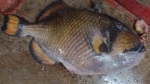 কুয়াকাটায় জেলের জালে বিরল টাইটান ট্রিগারফিশ