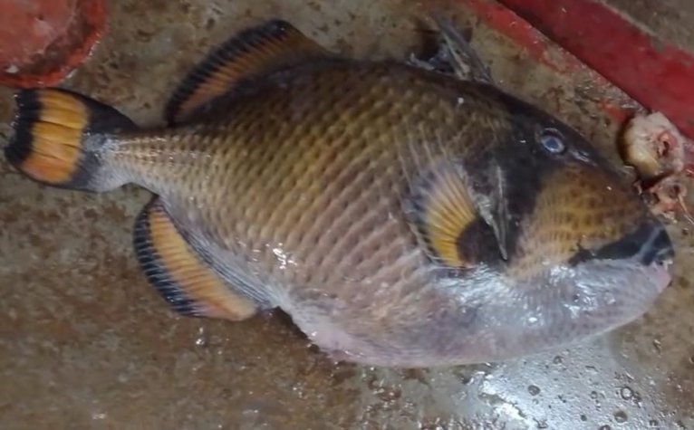 কুয়াকাটায় জেলের জালে বিরল টাইটান ট্রিগারফিশ