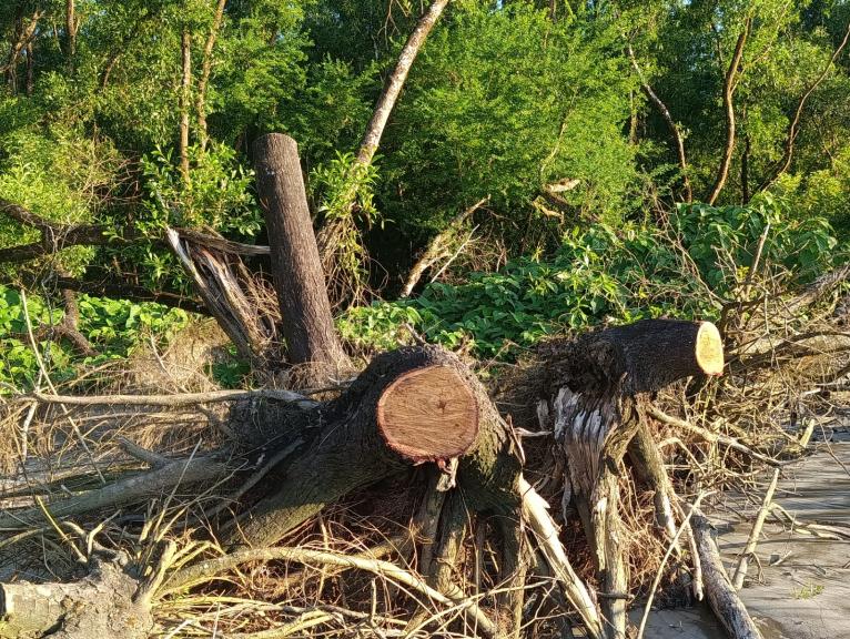 প্রকাশ্যে উজাড় হচ্ছে টেংরাগিরি বনাঞ্চল, প্রতিবাদে মামলার হুমকির অভিযোগ