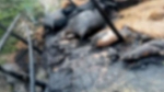 গৌরনদীতে আগুনে গোয়ালঘর পুড়ে গাভীন গরু-ছাগল ও ৩০ হাঁসের মৃত্যু