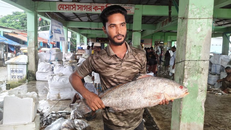 কুয়াকাটায় ৮ কেজির দাতিনা মাছ বিক্রি ৪০ হাজার টাকায়