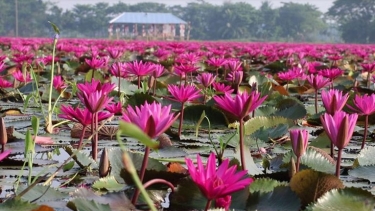 লাল শাপলার রক্তিম সৌন্দর্যে মুখর আগৈলঝাড়ার বাগধা বিল