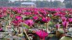 লাল শাপলার রক্তিম সৌন্দর্যে মুখর আগৈলঝাড়ার বাগধা বিল