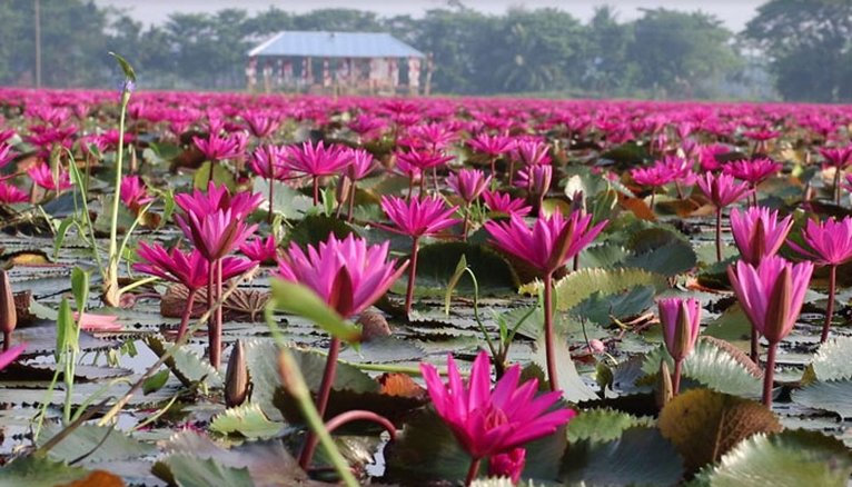 নয়নাভিরাম লাল শাাপলার বিল সাতলা
