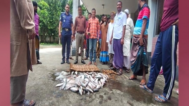চরফ্যাশনে নিষেধাজ্ঞা উপেক্ষা করে মা ইলিশ শিকার, মজুত ও পাচারের অভিযোগ