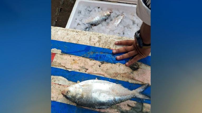 চরফ্যাশনে নিষেধাজ্ঞা উপেক্ষা করে প্রকাশ্যে বিক্রি হচ্ছে মা ইলিশ!