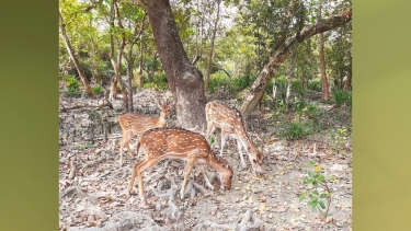 তালতলীর টেংরাগিরি ইকোপার্কে ১৪ হরিণের ১১টিই উধাও!