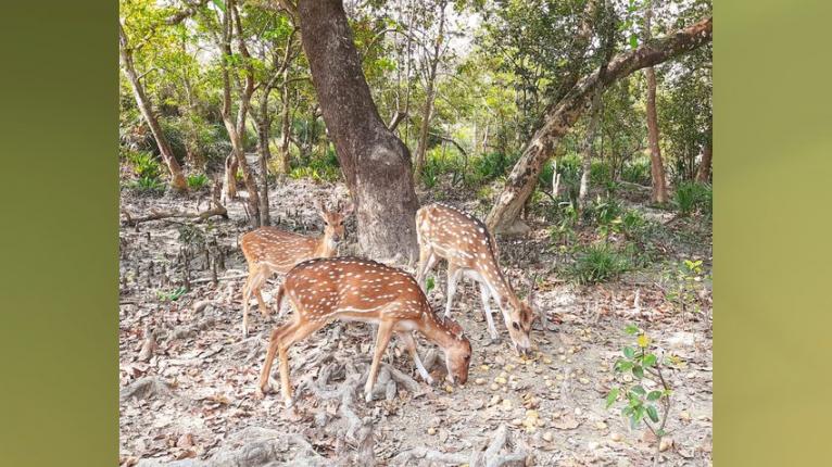তালতলীর টেংরাগিরি ইকোপার্কে ১৪ হরিণের ১১টিই উধাও!