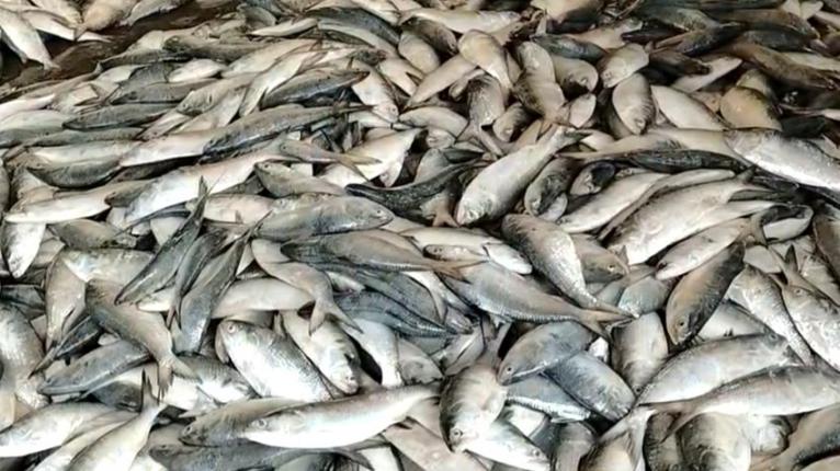 মধ্যরাত থেকে জাটকা ধরায় ৮ মাসের নিষেধাজ্ঞা, আওতায় ৭৯ হাজার জেলে