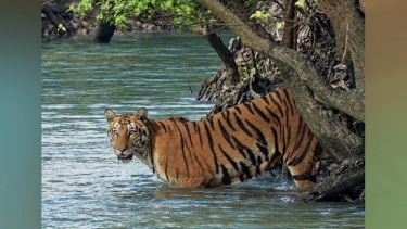সুন্দরবনসংলগ্ন সোনাতলায় আবারও বাঘের পায়ের ছাপ, আতঙ্কে গ্রামবাসী