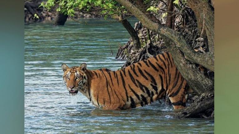 সুন্দরবনসংলগ্ন সোনাতলায় আবারও বাঘের পায়ের ছাপ, আতঙ্কে গ্রামবাসী