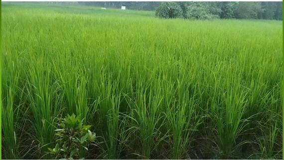 বরগুনায় সারসংকট, ডিলার নিয়োগে অনিয়মের অভিযোগ