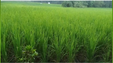 বরগুনায় সারসংকট, ডিলার নিয়োগে অনিয়মের অভিযোগ