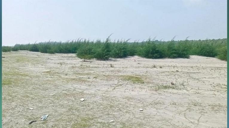 কুয়াকাটায় ৮৫ একর চরে নতুন বনায়ন, ফিরছে সবুজ দেয়াল