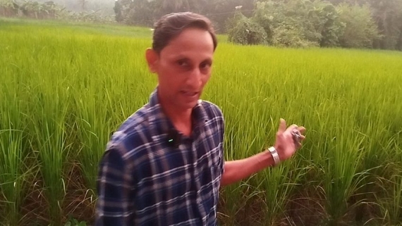 নেছারাবাদে শীতলা মন্দিরের ৪২ শতক জমি দখলের অভিযোগ, চলছে ধান চাষ