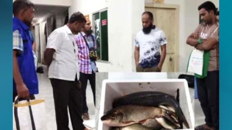 জিয়ানগরে উপজেলা পরিষদের পুকুরে মাছ শিকার, খাদ্য কর্মকর্তার কাছ থেকে জব্দ