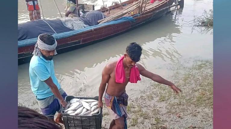 নিষেধাজ্ঞার মধ্যেও বরিশালে প্রতিদিন ৪ কোটি টাকার ইলিশ বেচাকেনা!