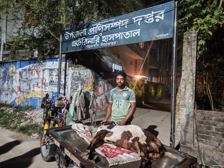 নেছারাবাদে চার গর্ভবতী ছাগলের মৃত্যু, ভুল চিকিৎসার অভিযোগ